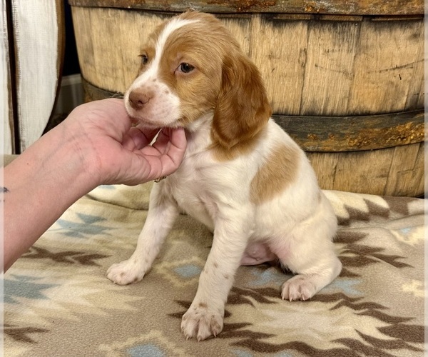 Medium Photo #4 Brittany Puppy For Sale in ORRUM, NC, USA