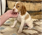 Small #3 Brittany