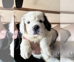 Small Photo #4 Saint Bernard Puppy For Sale in INTERLAKEN, NY, USA