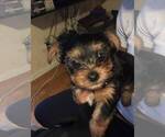 Small Photo #6 Yorkshire Terrier Puppy For Sale in JERSEY CITY, NJ, USA