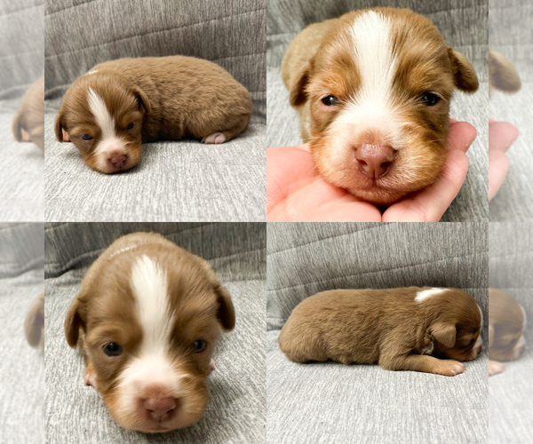 Medium Photo #4 Miniature Australian Shepherd Puppy For Sale in BROOKER, FL, USA