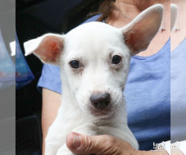 Medium Photo #3 Labrador Retriever-Unknown Mix Puppy For Sale in Washington, DC, USA