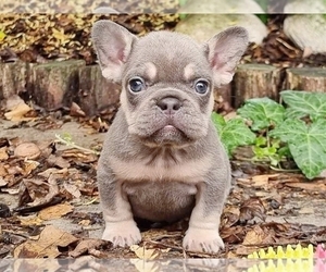 French Bulldog Puppy for sale in BOSTON, MA, USA