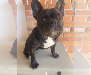 French Bulldog Puppy for sale in SACRAMENTO, CA, USA