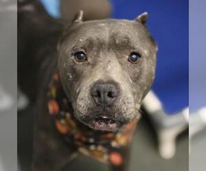 American Staffordshire Terrier-Unknown Mix Dogs for adoption in San Antonio, TX, USA