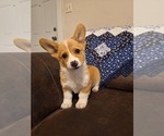 Puppy Winston Pembroke Welsh Corgi