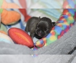 Puppy Puppy 1 French Bulldog