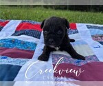 Small #3 Schnoodle (Miniature)