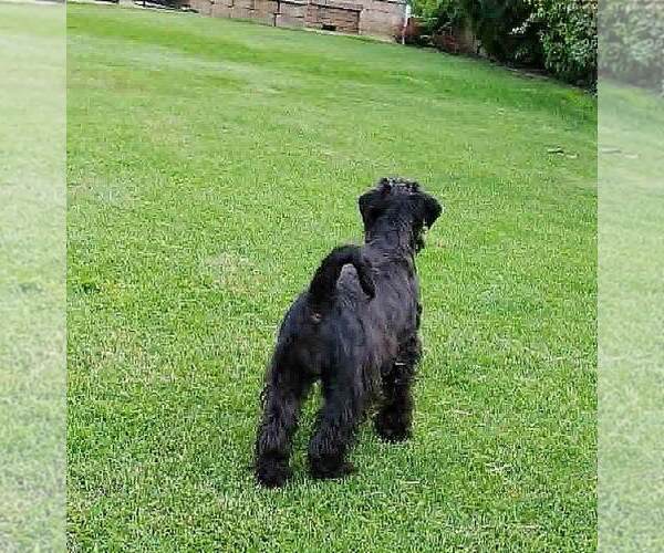 Medium Photo #10 Schnauzer (Miniature) Puppy For Sale in Hatvan, Heves, Hungary