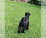 Small #9 Schnauzer (Miniature)