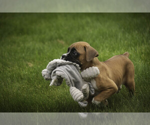 Boxer Puppy for sale in SHIPSHEWANA, IN, USA
