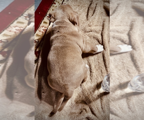 Medium Photo #5 American Bully Puppy For Sale in GROVE CITY, MN, USA