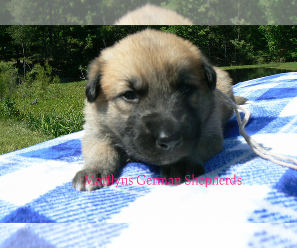 Medium Photo #4 German Shepherd Dog Puppy For Sale in PIEDMONT, MO, USA