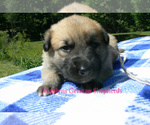 Small #3 German Shepherd Dog