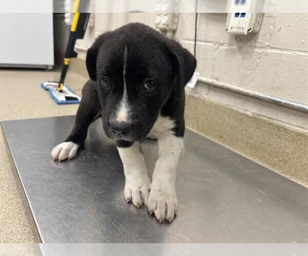 Medium Photo #1 Labrador Retriever-Unknown Mix Puppy For Sale in Grand Prairie, TX, USA