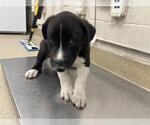Small Labrador Retriever Mix