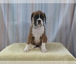 Puppy Vicky Boxer