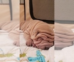 Small Photo #22 Chinese Shar-Pei Puppy For Sale in DIXON, CA, USA