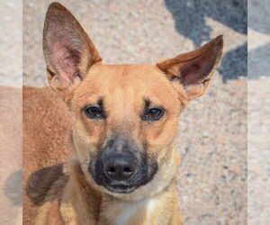 Basenji-Red Heeler Mix Dogs for adoption in Huntley, IL, USA