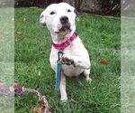 Small #1 American Pit Bull Terrier Mix