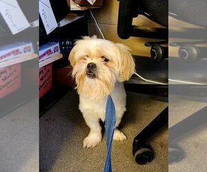 Lhasa Apso-Unknown Mix Dogs for adoption in Perth Amboy, NJ, USA
