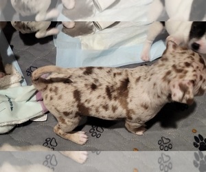 Chihuahua Puppy for sale in BLUE RIVER, WI, USA