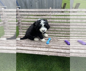 Bernedoodle-Bernese Mountain Dog Mix Puppy for sale in NAVARRE, OH, USA