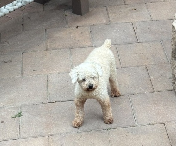 Medium Photo #1 Cock-A-Poo Puppy For Sale in SAN DIEGO, CA, USA