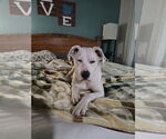 Small #4 Boxer Mix
