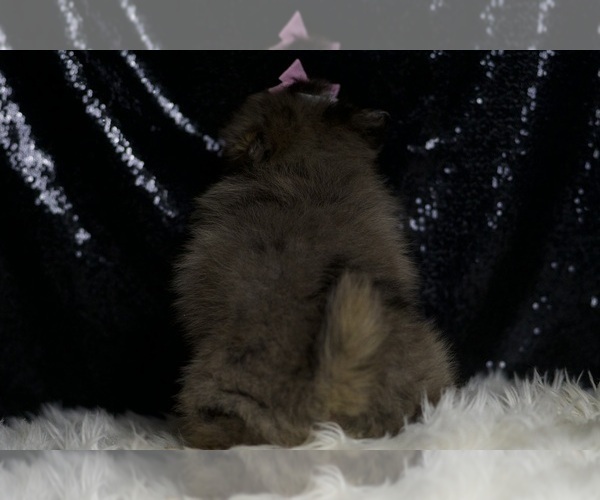 Medium Photo #30 Pomeranian Puppy For Sale in WARSAW, IN, USA