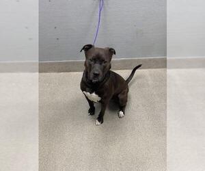 Siberian Husky-Unknown Mix Dogs for adoption in Las Vegas, NV, USA