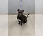 Small Siberian Husky Mix