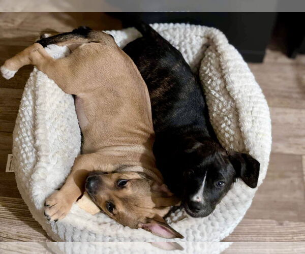 Medium Photo #28 American Staffordshire Terrier-Unknown Mix Puppy For Sale in Germantown, OH, USA