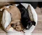Small #27 American Staffordshire Terrier Mix