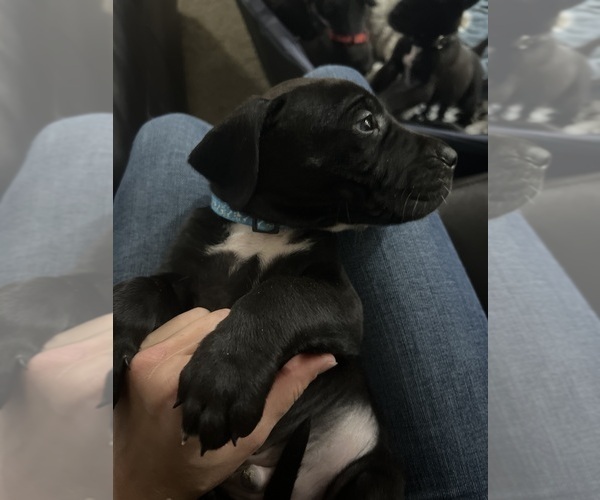 Medium Photo #1 Daniff Puppy For Sale in BEAVERCREEK, OH, USA