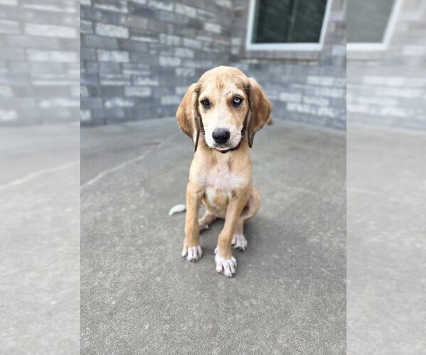 Medium Photo #3 Bloodhound-Unknown Mix Puppy For Sale in Claremore, OK, USA
