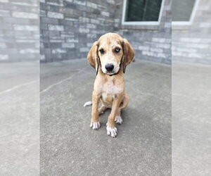 Mabel - Female Bloodhound-Unknown Mix Dog for Adoption - Photo #3