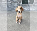 Small #2 Bloodhound Mix
