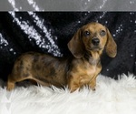 Small #4 Dachshund
