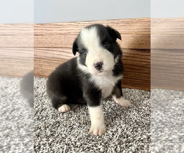 Medium Photo #6 Australian Shepherd Puppy For Sale in LODA, IL, USA
