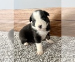 Small #5 Australian Shepherd