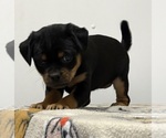 Small Photo #18 Carlin Pinscher Puppy For Sale in COBB, WI, USA