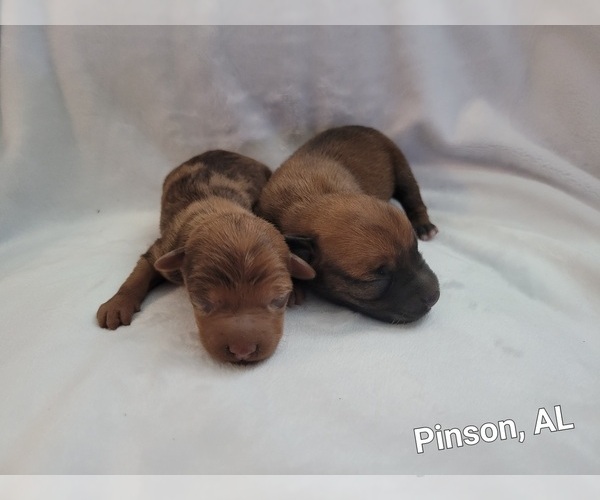 Medium Photo #1 Chiweenie Puppy For Sale in PINSON, AL, USA