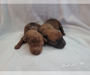 Chiweenie Litter for sale in PINSON, AL, USA