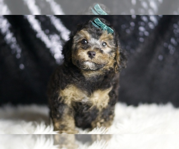 Medium Photo #5 Poodle (Toy) Puppy For Sale in WARSAW, IN, USA