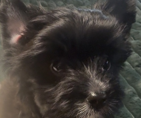 Medium Photo #8 Yorkshire Terrier Puppy For Sale in FORT WORTH, TX, USA