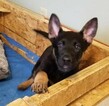 Small Photo #8 German Shepherd Dog Puppy For Sale in ATTLEBORO, MA, USA