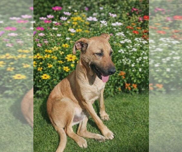 Medium Photo #3 Black Mouth Cur-Labrador Retriever Mix Puppy For Sale in San Diego, CA, USA