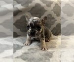 Small #11 French Bulldog