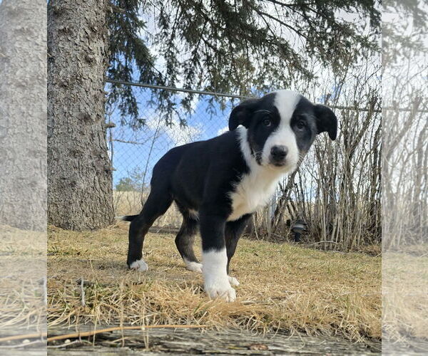 Medium Photo #6 Border Collie-Unknown Mix Puppy For Sale in Chinook, MT, USA